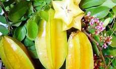 Những bài thuốc chữa sởi